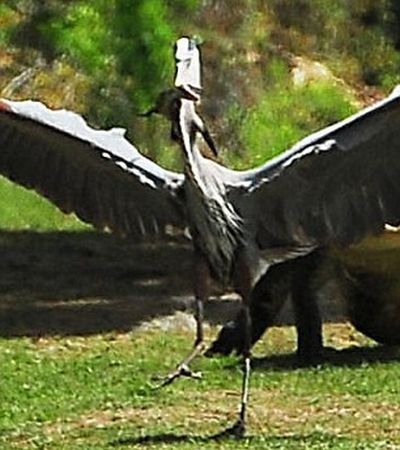 heron steals baby alligator