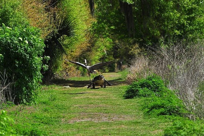 heron steals baby alligator