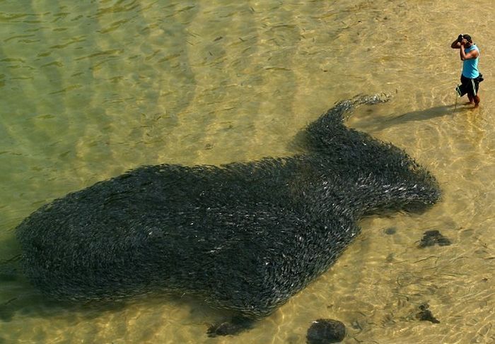 Swarming of fish, coast of Acapulco, Mexico