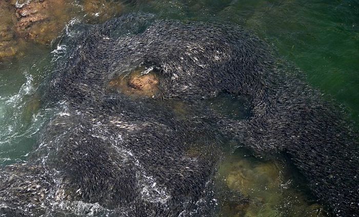 Swarming of fish, coast of Acapulco, Mexico