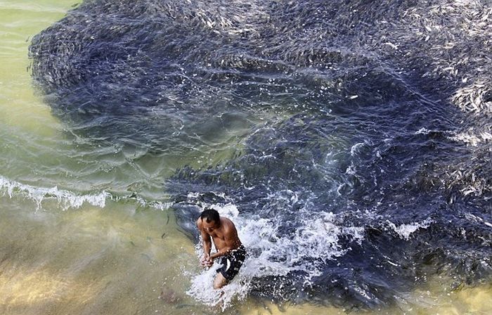 Swarming of fish, coast of Acapulco, Mexico