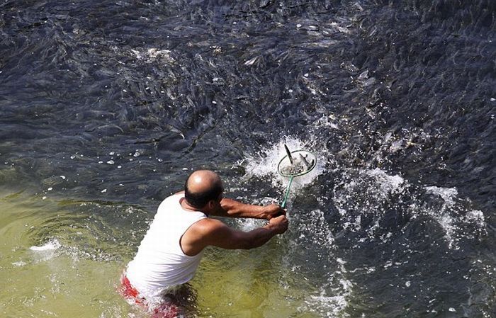 Swarming of fish, coast of Acapulco, Mexico