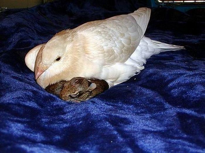 turtle dove takes care of baby rabbits