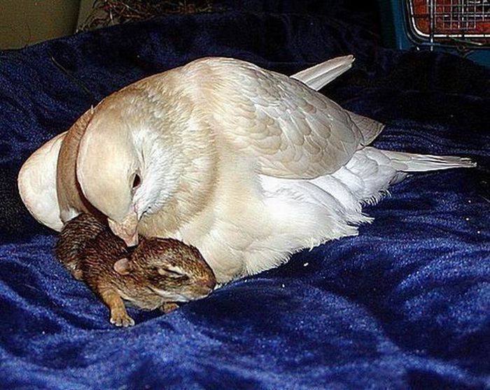 turtle dove takes care of baby rabbits