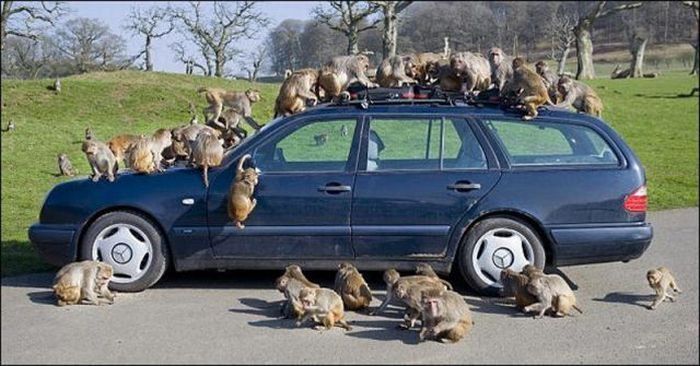 monkeys ruined a car