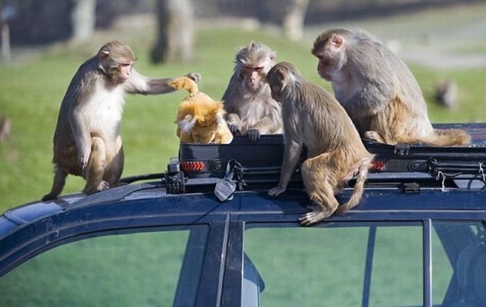 monkeys ruined a car