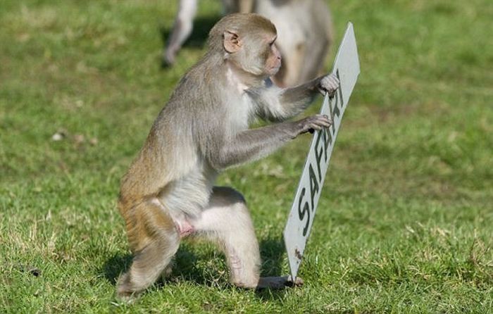 monkeys ruined a car