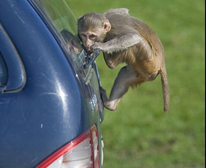 monkeys ruined a car