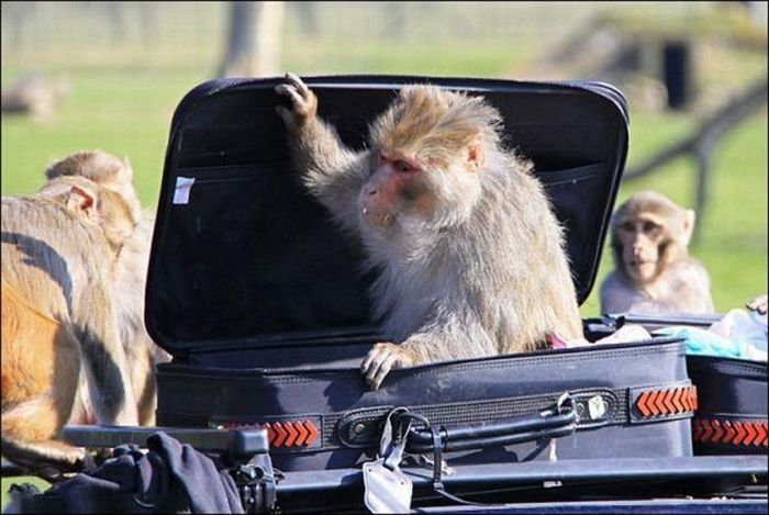 monkeys ruined a car