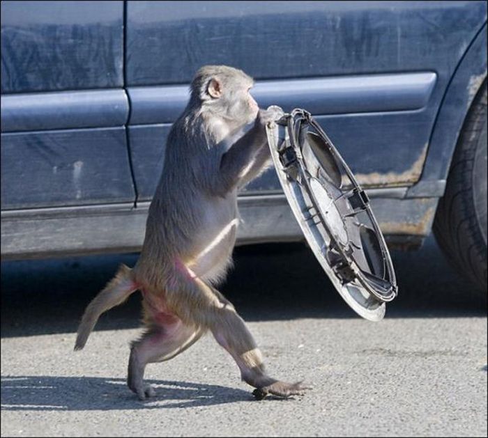 monkeys ruined a car