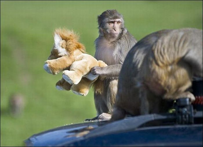 monkeys ruined a car