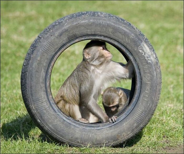 monkeys ruined a car