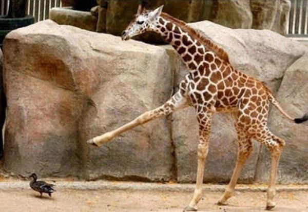 angry giraffe