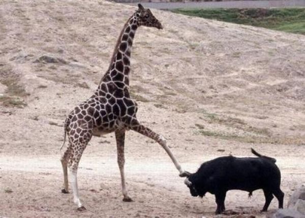 angry giraffe