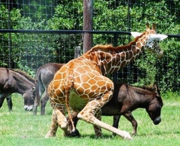 angry giraffe
