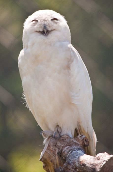 laughing owl