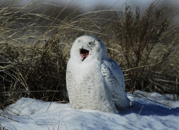 laughing owl