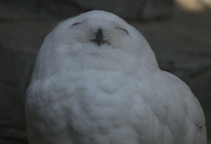 laughing owl