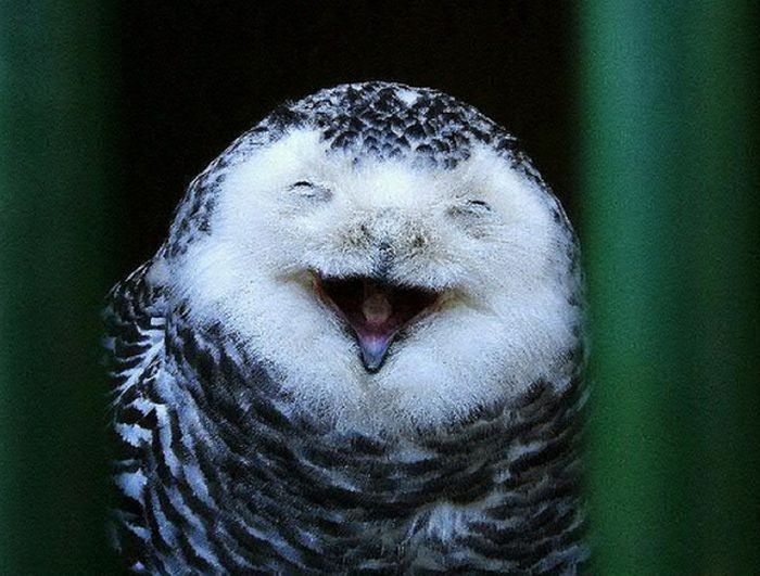 laughing owl