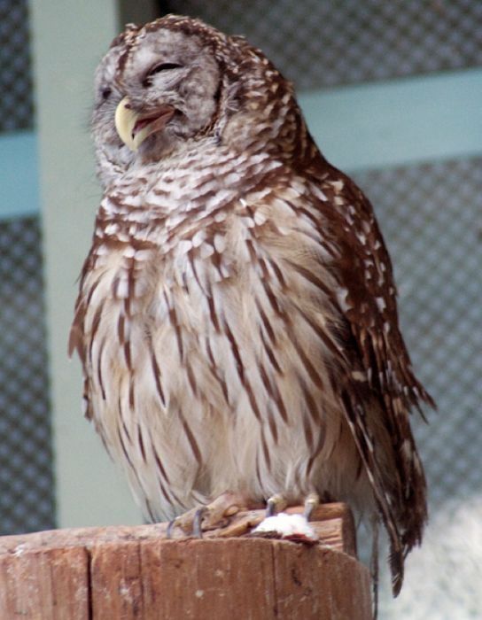 laughing owl