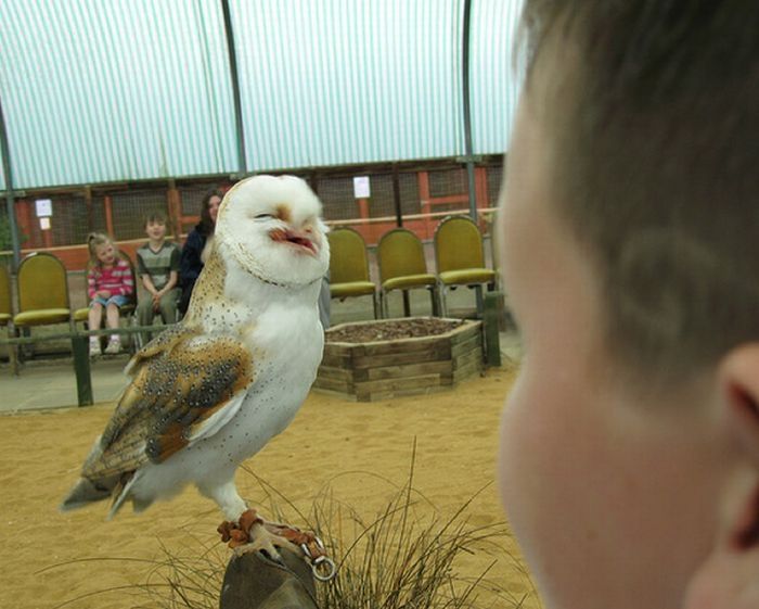 laughing owl