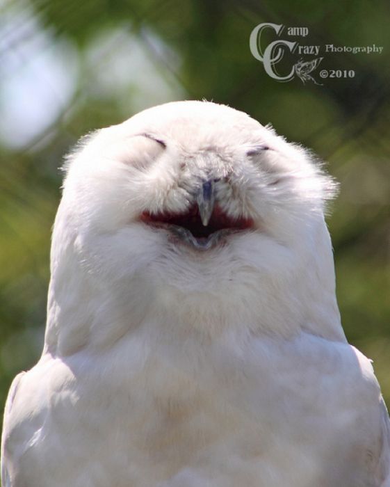 laughing owl