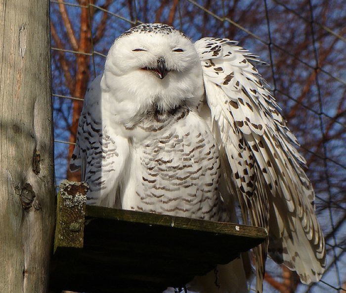 laughing owl