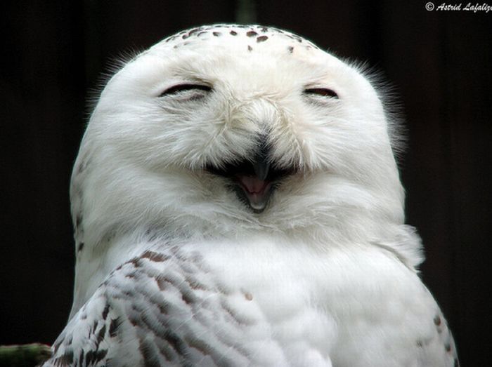 laughing owl