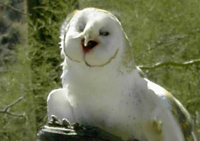 laughing owl