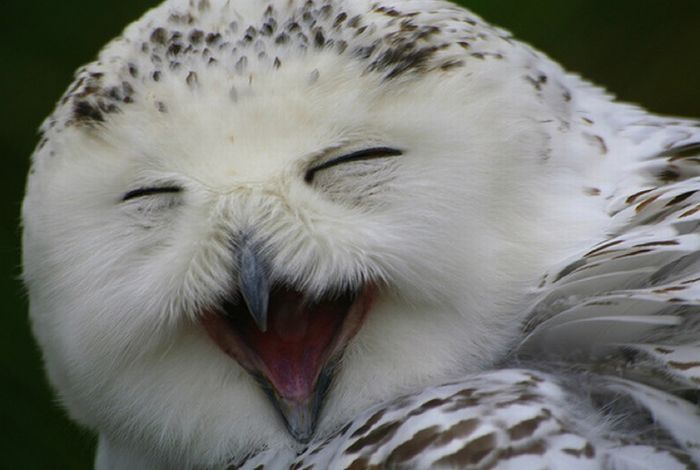 laughing owl