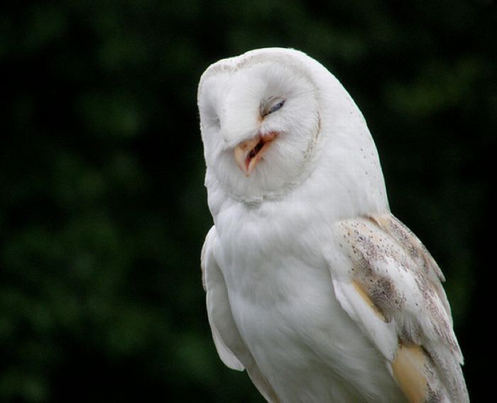 laughing owl