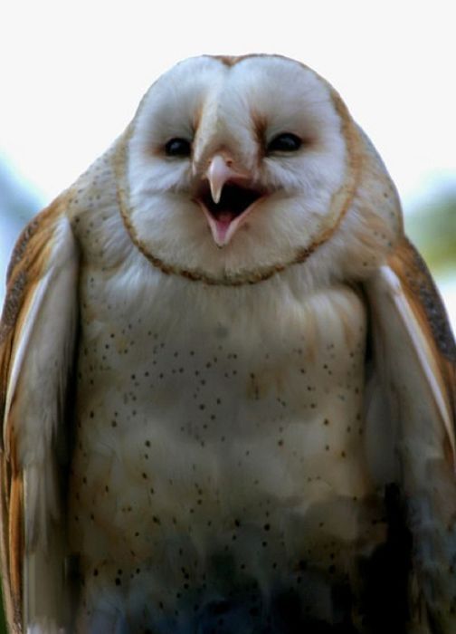 laughing owl