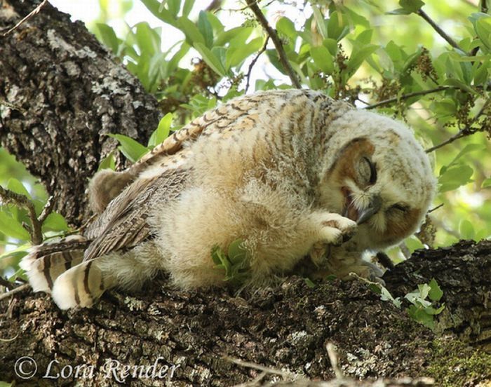 laughing owl