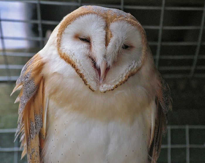 laughing owl