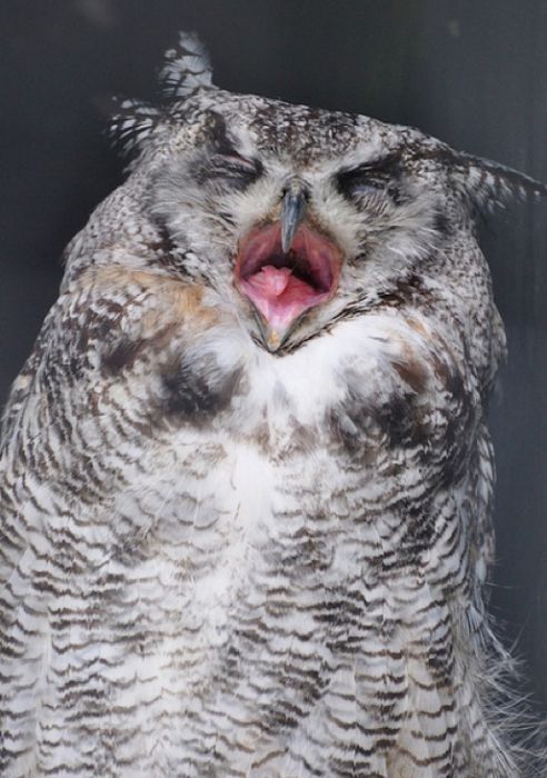 laughing owl