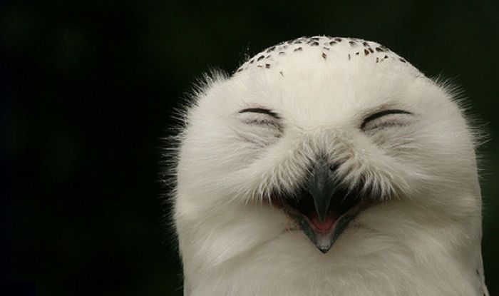 laughing owl