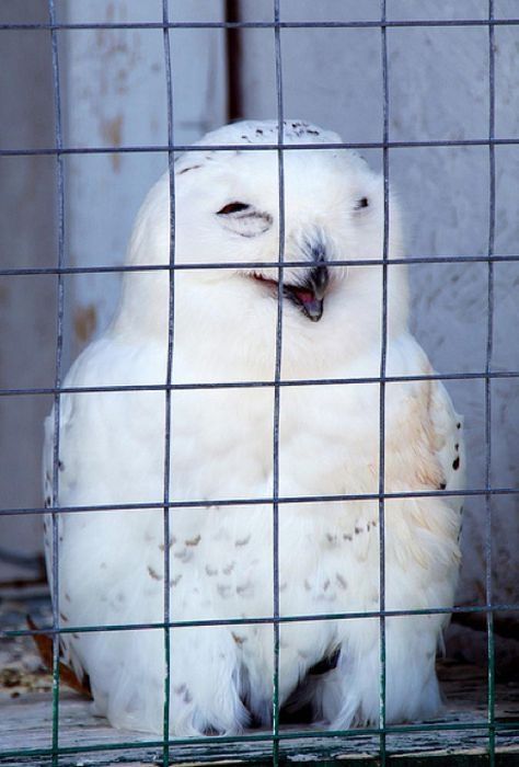 laughing owl