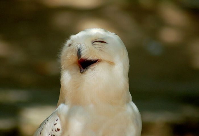 laughing owl