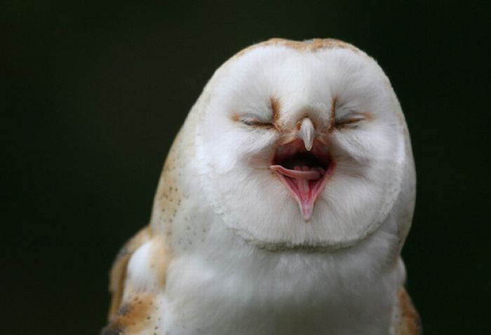 laughing owl