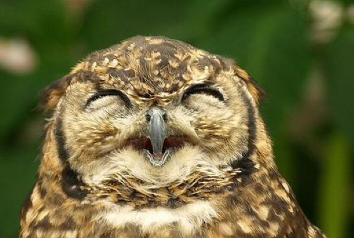 laughing owl