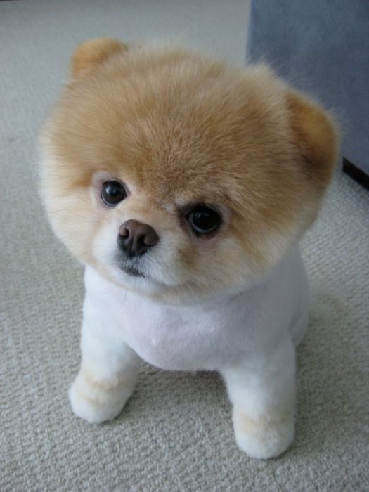 boo dog