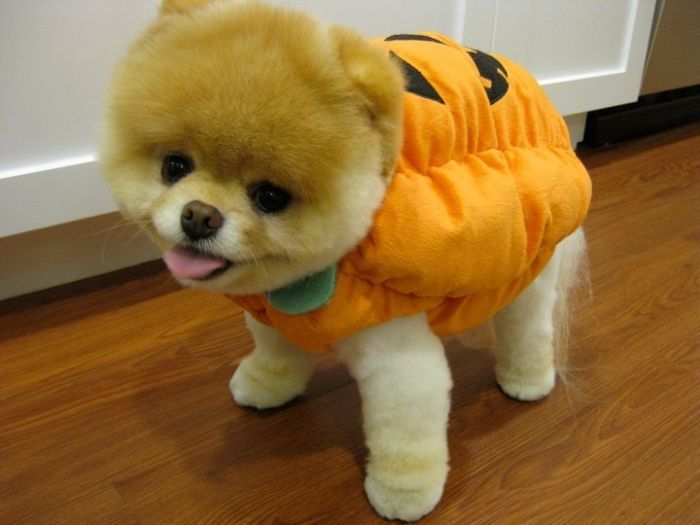 boo dog