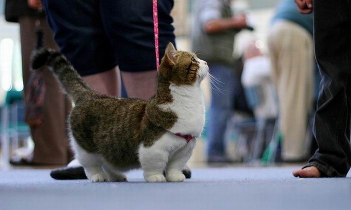 munchkin cat