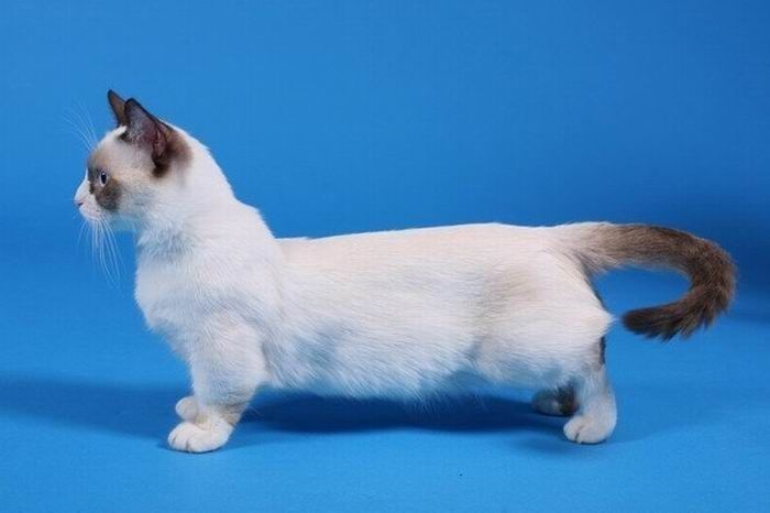 munchkin cat