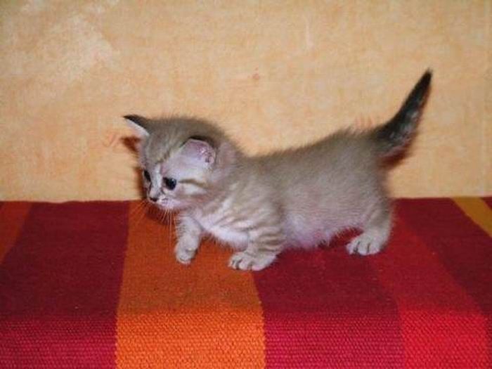 munchkin cat