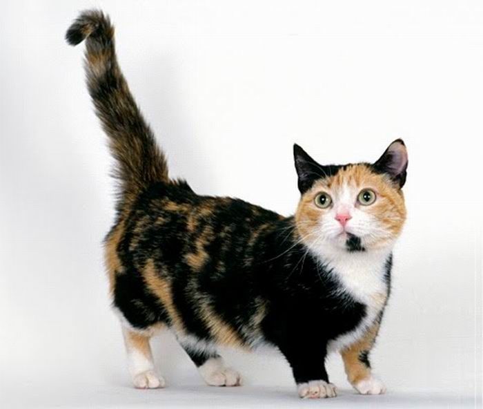 munchkin cat