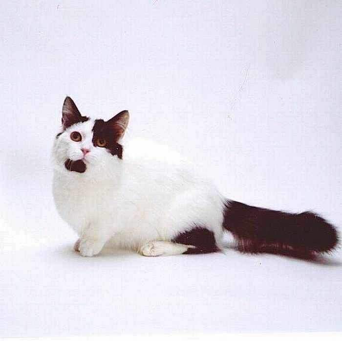 munchkin cat