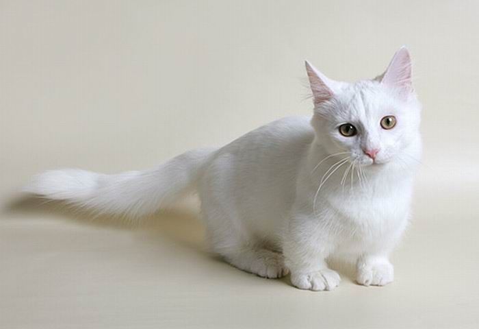 munchkin cat