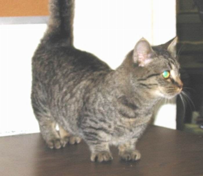 munchkin cat