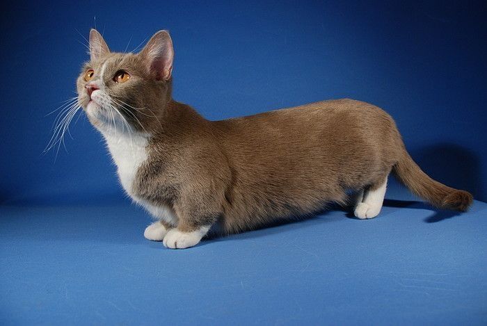 munchkin cat